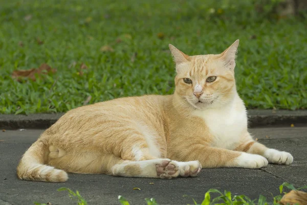 Yellow cat laying on road in the park — Stock Photo, Image