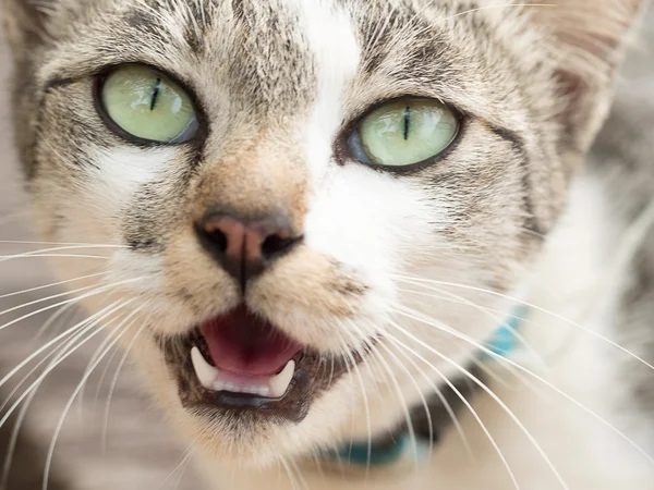 Kedi gözleri portre. Kızgın tıslayan kedi gösteren dişler. Kedi yüz.