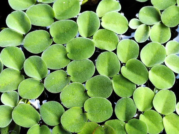 Su (seçici odak portre yeşil taze duckweed kaplı).