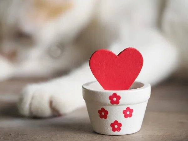 バレンタインデーの背景に赤いハート、背景で、白い猫の愛とバレンタインの概念. — ストック写真