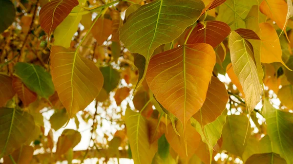 Επιλεκτική εστίαση του golden Pho ή Bodhi δέντρο φύλλα, καρδιά-διαμορφωμένα φύλλα στην ηλιοφάνεια το πρωί. Bodhi δέντρα έχουν φυτευτεί κοντά σε βουδιστικό μοναστήρι — Φωτογραφία Αρχείου
