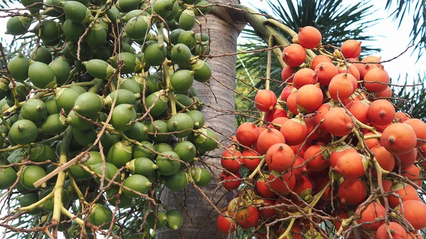 Rouge et vert de noix de bétel sur l'arbre. Bouquet de noix de bétel tropicale mûre verte et rouge ou de catéchu de palmier Areca sur l'arbre . — Photo