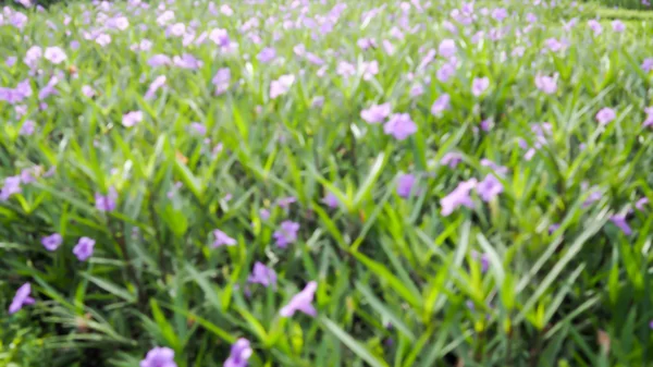 Hintergrund der Unschärfe lila violette Blumen — Stockfoto