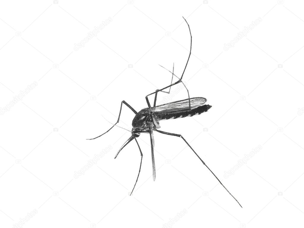 Mosquito isolated on white background. Anopheles mosquito, Aedes mosquito, dangerous vehicle of infection.