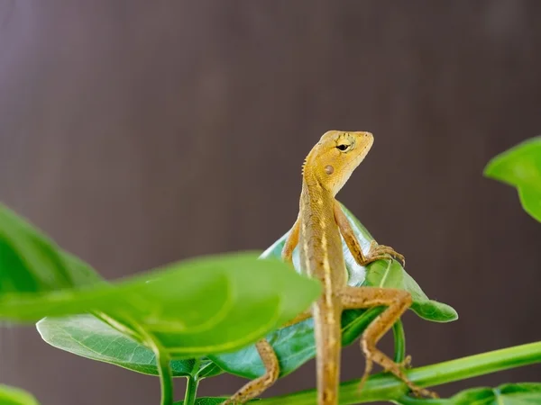 Lagarto, galliwasp o camaleón está en el árbol que es camuflaje para sobrevivir en la naturaleza (enfoque selectivo ) — Foto de Stock