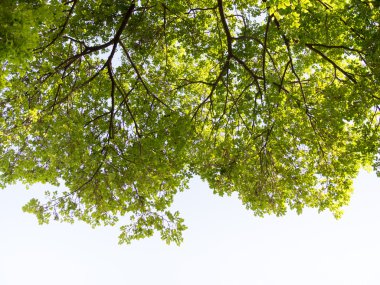 Ağaç. Perspektif benzersiz doğa yeşil altından büyük yeşil ağaç görünümü bırakın. Doğal ve çevre kavramı.
