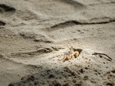 Sahilde yerel Beyaz yengeç. 