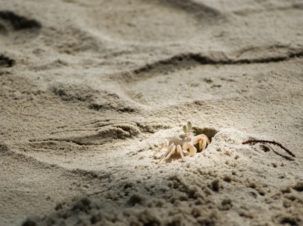 Sahilde yerel Beyaz yengeç. 