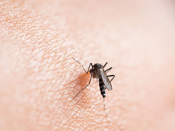 Укус Комарів Шкірі Людини Вибірковий Фокус — стокове фото