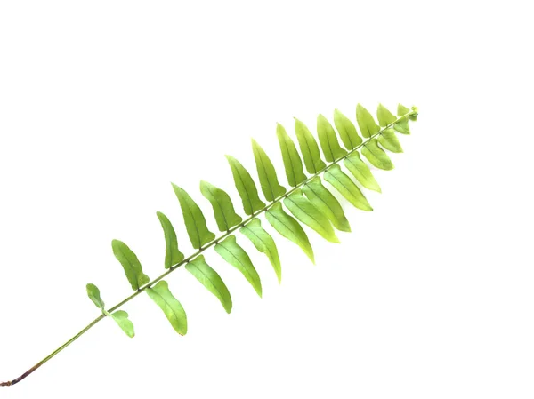 Green fern leaf isolated on white background. — Stock Photo, Image