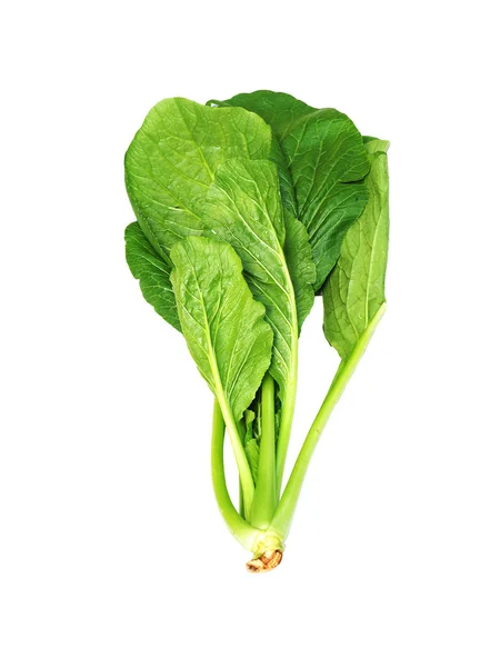 Choy topla veya Bok choy veya beyaz arka plan üzerinde izole Çin lahanası sebze. Yeşil taze sebze.