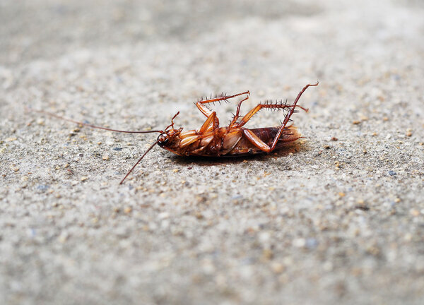 Dead cockroach on cement floor. Cockroach is pests in homes and food (selective focus)