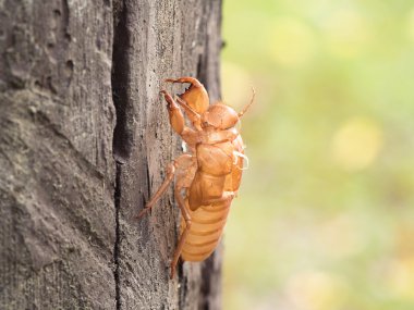Böcek deri değiştirme ağustosböceği ağaç doğa üzerinde. Böceği başkalaşım (Latince Cicadidae) için yetişkin böcek büyümek. (seçici odak)