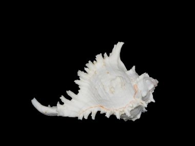 Güzel seashell Labraunda'ya ramosus veya ramose Labraunda'ya veya dallı Labraunda'ya siyah arka plan üzerine izole.