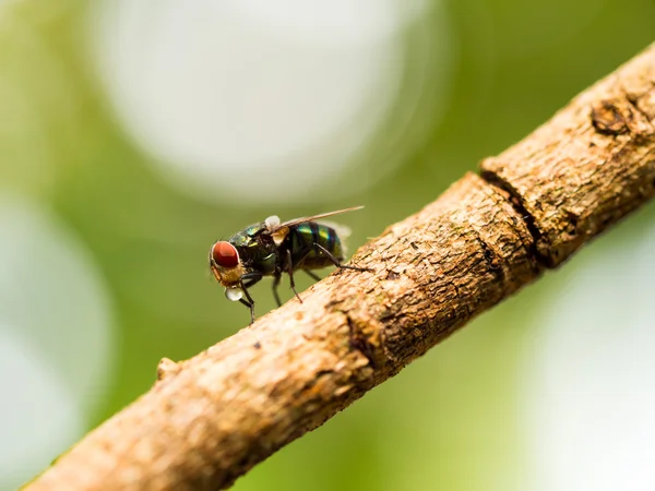 Closeup macro of green fly or greenbottle fly on branch eating food by spit saliva liquefy on it food that the enzymes can make it possible for them to eat the food. This habit called Propagating Transmission.