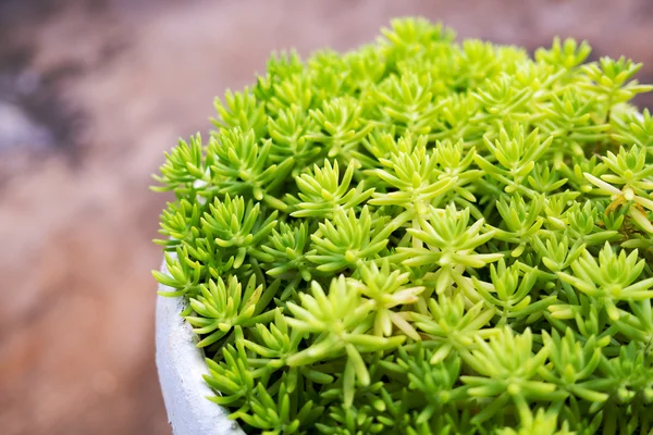Piante fresche verdi in vaso. Natura e concetto di crescita . — Foto Stock