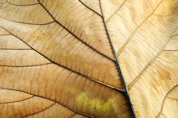 Καφέ αποξηραμένα φύλλα. Υφή του τικ φύλλο Εμφάνιση λεπτομερειών φύλλου στο παρασκήνιο (επιλεκτική εστίαση) — Φωτογραφία Αρχείου