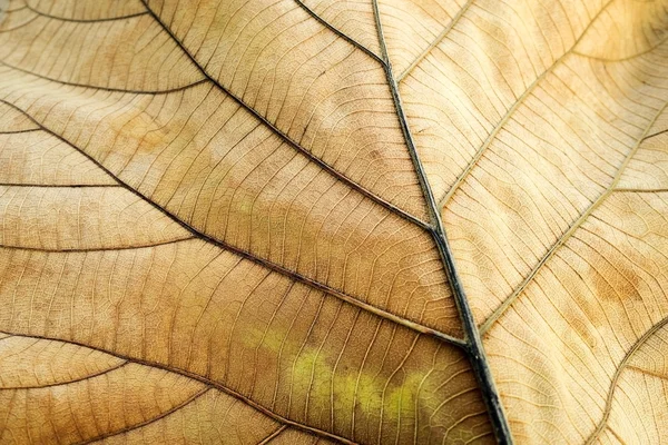 Hoja seca marrón. Textura de la hoja de teca muestran detalle de la hoja en el fondo (enfoque selectivo ) — Foto de Stock