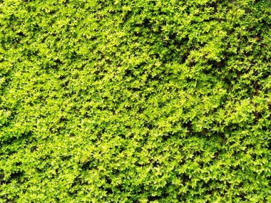 Doğal yeşil yosun doku duvar güzel arka plan kopya alanı ile için
