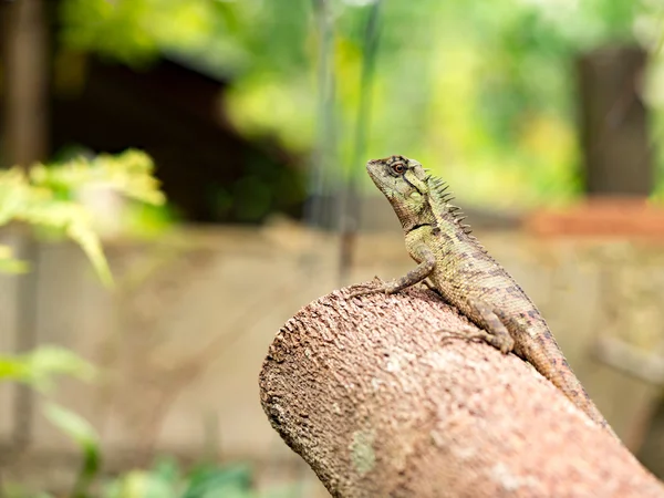 Lagarto, galliwasp o camaleón en el árbol de madera que es camuflaje para sobrevivir en la naturaleza (enfoque selectivo ) — Foto de Stock