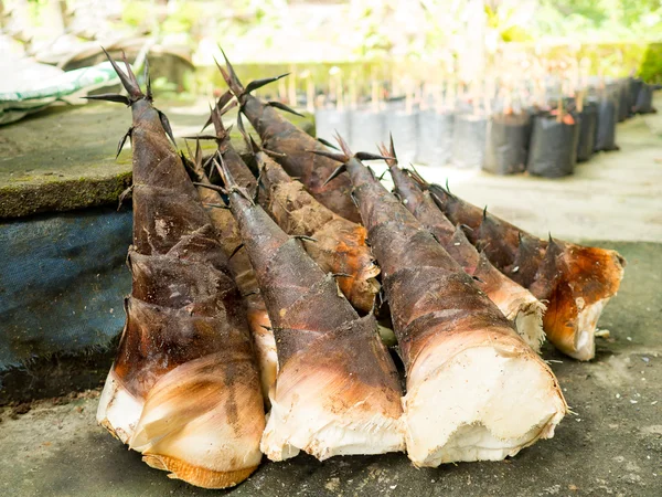 Germogli di bambù freschi raccolti o germogli di bambù con buccia esterna di buccia di buccia selvatica in Thailandia . — Foto Stock