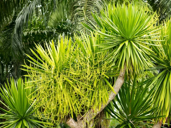 Dracaena lourieri vagy Dracaena cochinchinensis fa növény, virág, kert. — Stock Fotó