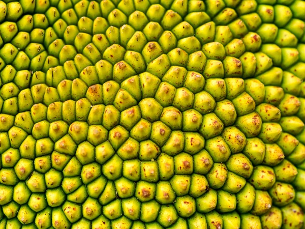 Closeup macro of jackfruit peel texture a small button consecutive yellowish green of young jackfruit, Tropical fruit. — Stock Photo, Image