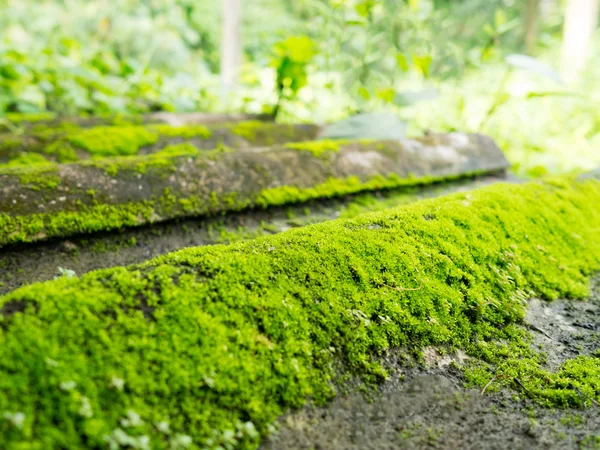 Natuurlijke groene mos textuur op pannendak met groene natuur op achtergrond (selectieve aandacht) — Stockfoto