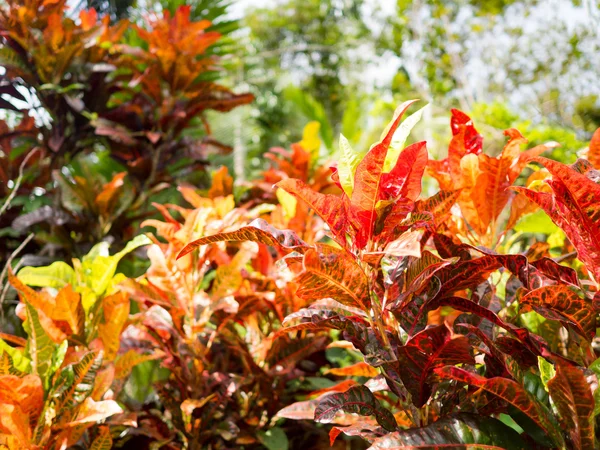 Codiaeum variegatum or Garden Croton Petra in Garden sebagai latar belakang — Stok Foto