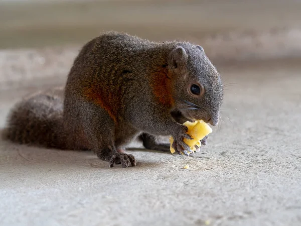 Little cute squirrel eating pineapple on floor. Forest animal in city.