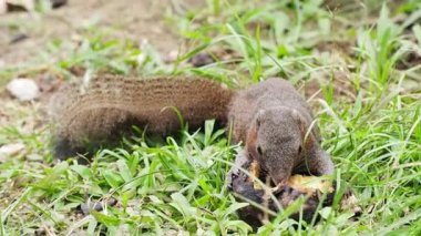 Küçük şirin sincap otların üzerinde lezzetli ızgara patatesleri yemekten hoşlanır. Vahşi orman hayvanı.