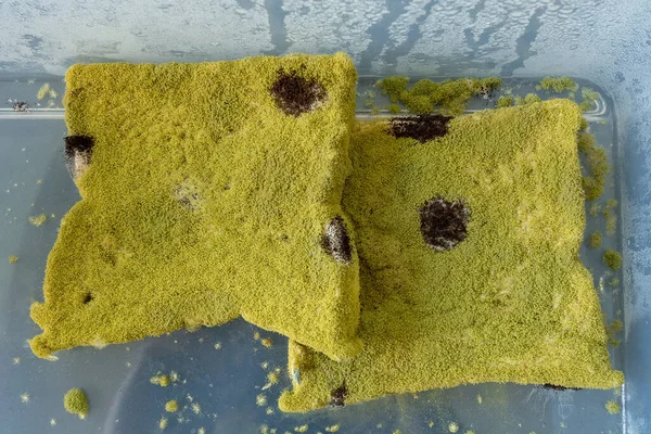 Expired bakery food. Green mold bread. Mold growing rapidly on moldy bread. Best before date has expired in long time ago with moldy food.