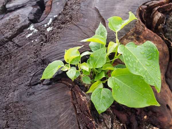 Petit vert poussant à partir de souches d'arbres et de gouttes d'eau sur les feuilles. Concept de nouvelles activités de développement et de renouvellement — Photo