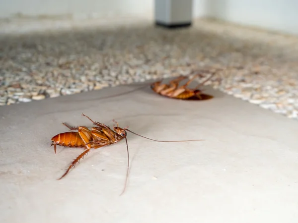 Cucaracha muerta en el suelo — Foto de Stock