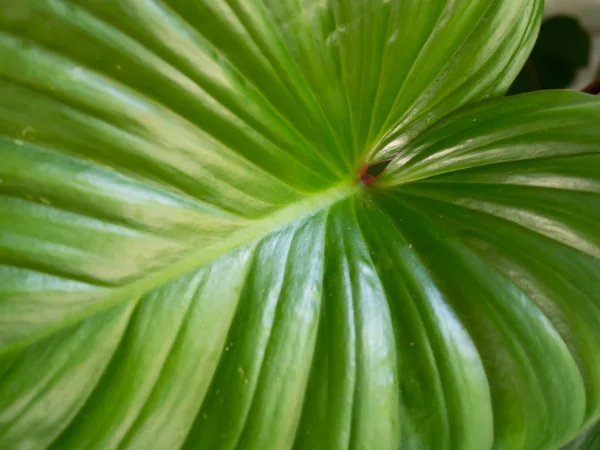 Levelek a zöld caladium — Stock Fotó