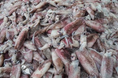 Tayland pazarda taze kalamar