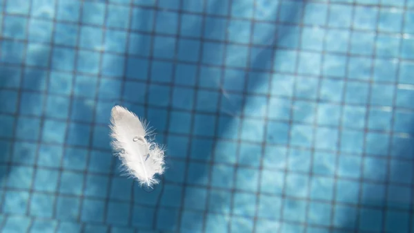 Minimalist picture of white feather bird floating blue ripped water in swimming pool with ceramic tile mosaic in background