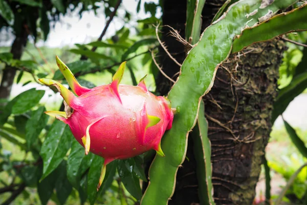 Dragon Fruit on tree in the garden — Stock Photo, Image