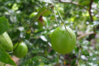 Taze yeşil limes bahçedeki ağaç üzerinde
