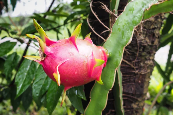 Dragon Fruit on tree in the garden — Stock Photo, Image
