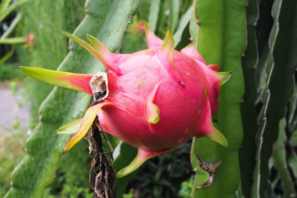 Drago Frutta sull'albero nel giardino — Foto Stock