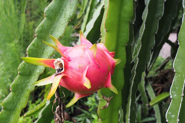 Dragon Fruit on tree in the garden — Stock Photo, Image