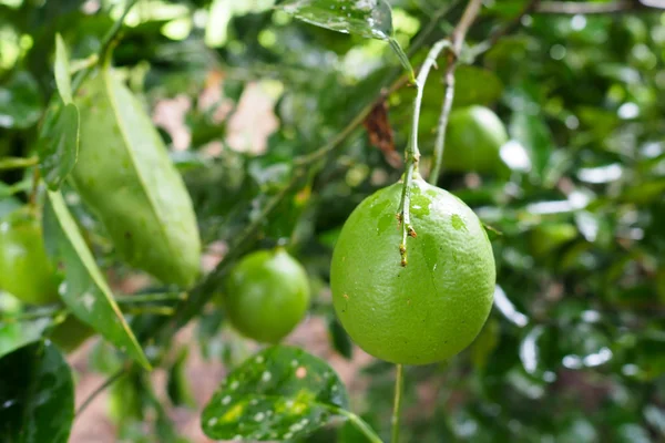 Limes vertes fraîches sur l'arbre dans le jardin — Photo