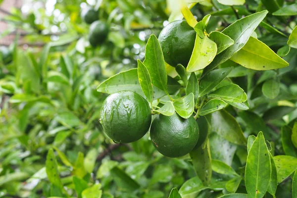 Limes vertes fraîches sur l'arbre dans le jardin — Photo
