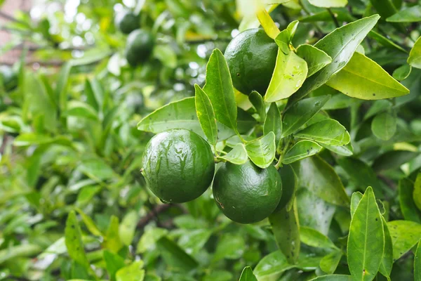 Limas verdes frescas na árvore no jardim — Fotografia de Stock