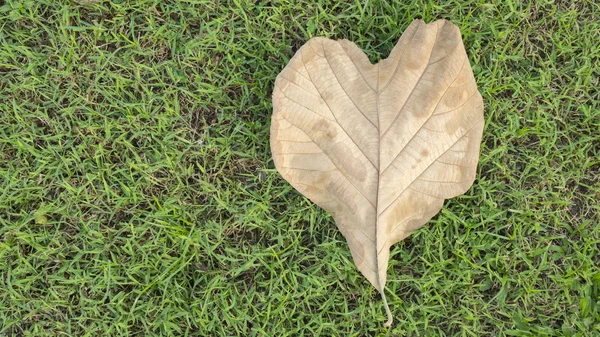緑の芝生の上の茶色の葉のハート型にバレンタインデーの背景。愛の概念. — ストック写真