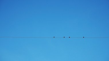 Dört kuş tel mavi gökyüzü arka planı üzerinde dinlenme silüeti