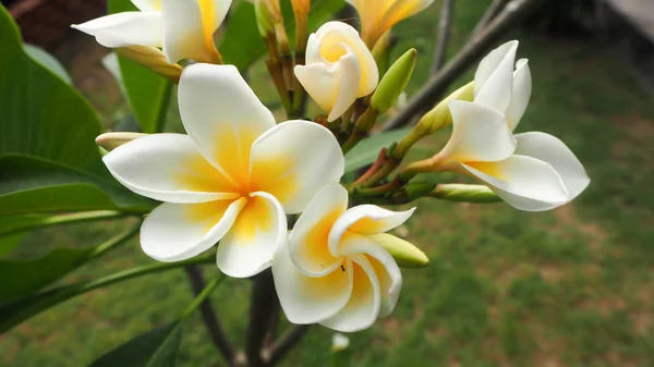 Blanc et jaune Plumeria spp. (fleurs frangipani, Frangipani, Pagode ou Temple arbre) sur l'arbre en arrière-plan de la lumière naturelle — Photo