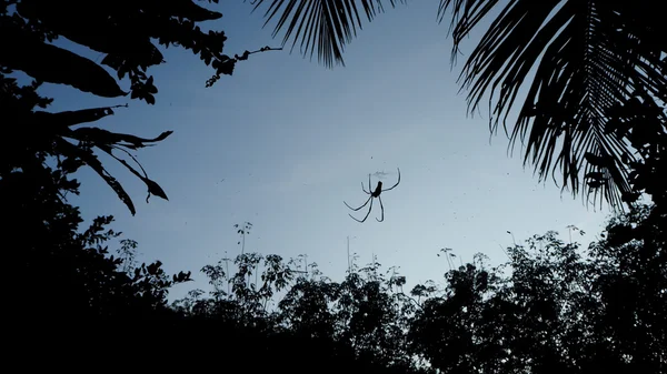 蜘蛛的剪影图片在蜘蛛网反对与蓝天和剪影树在附近。可怕和黑暗的概念 — 图库照片