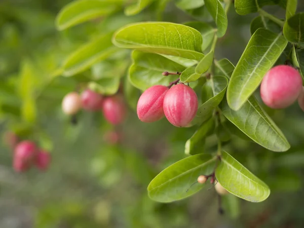 Carissa carandas L'arbre de L. herb — Photo